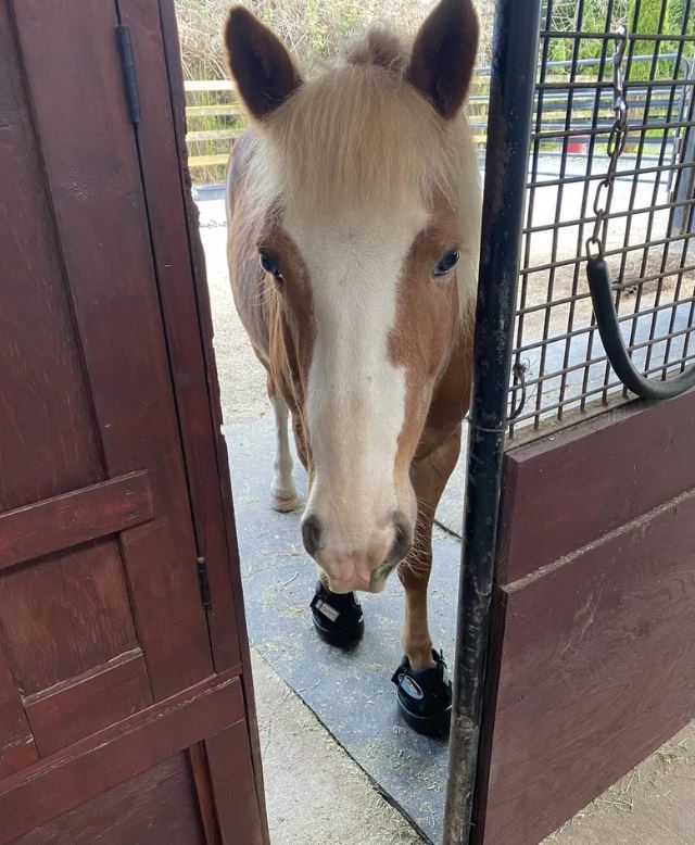 River Haven horse