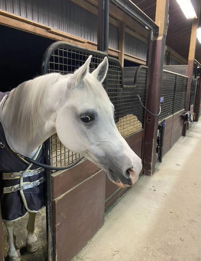 River Haven horse