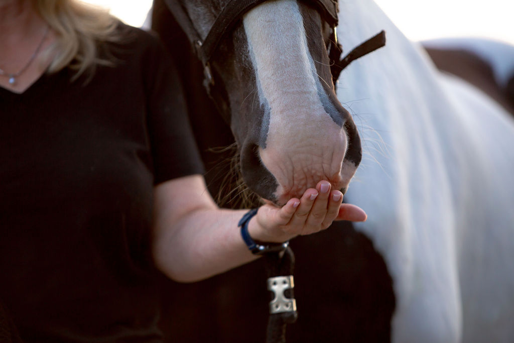 A quiet moment of connection with a horse