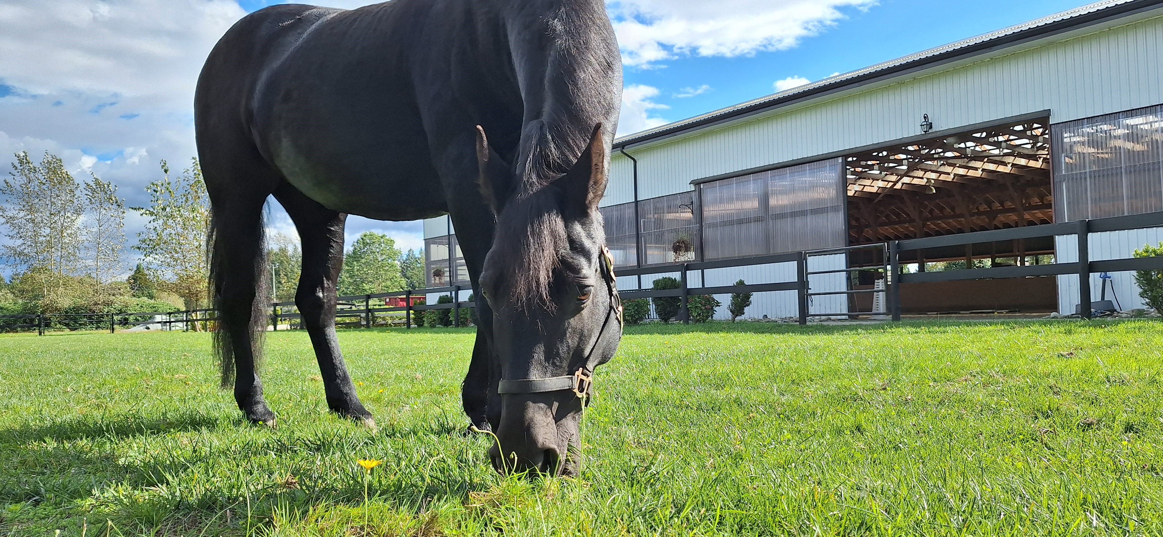 Horse grazing beside the barn