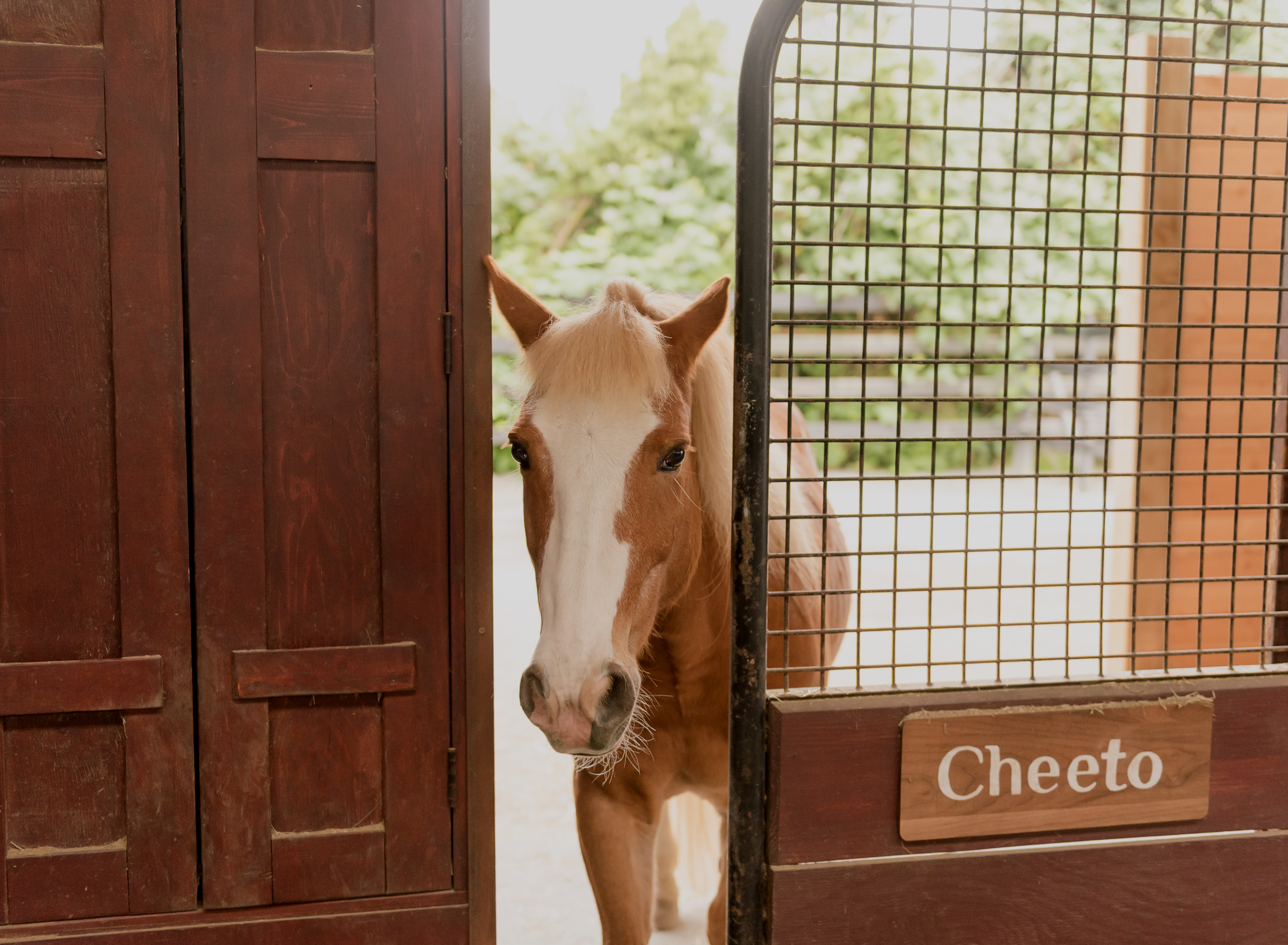 Cheeto at River Haven Farm