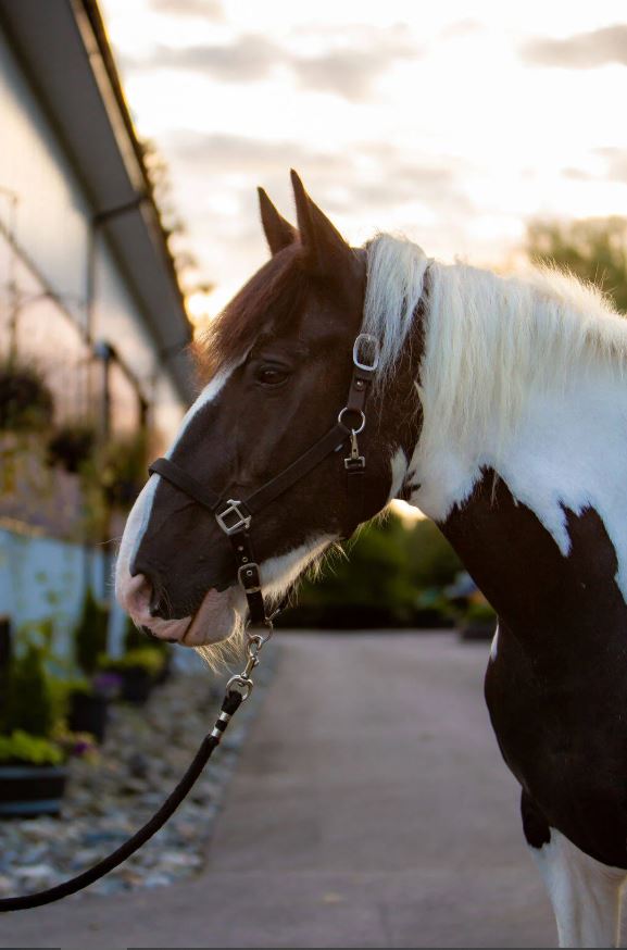 River Haven horse