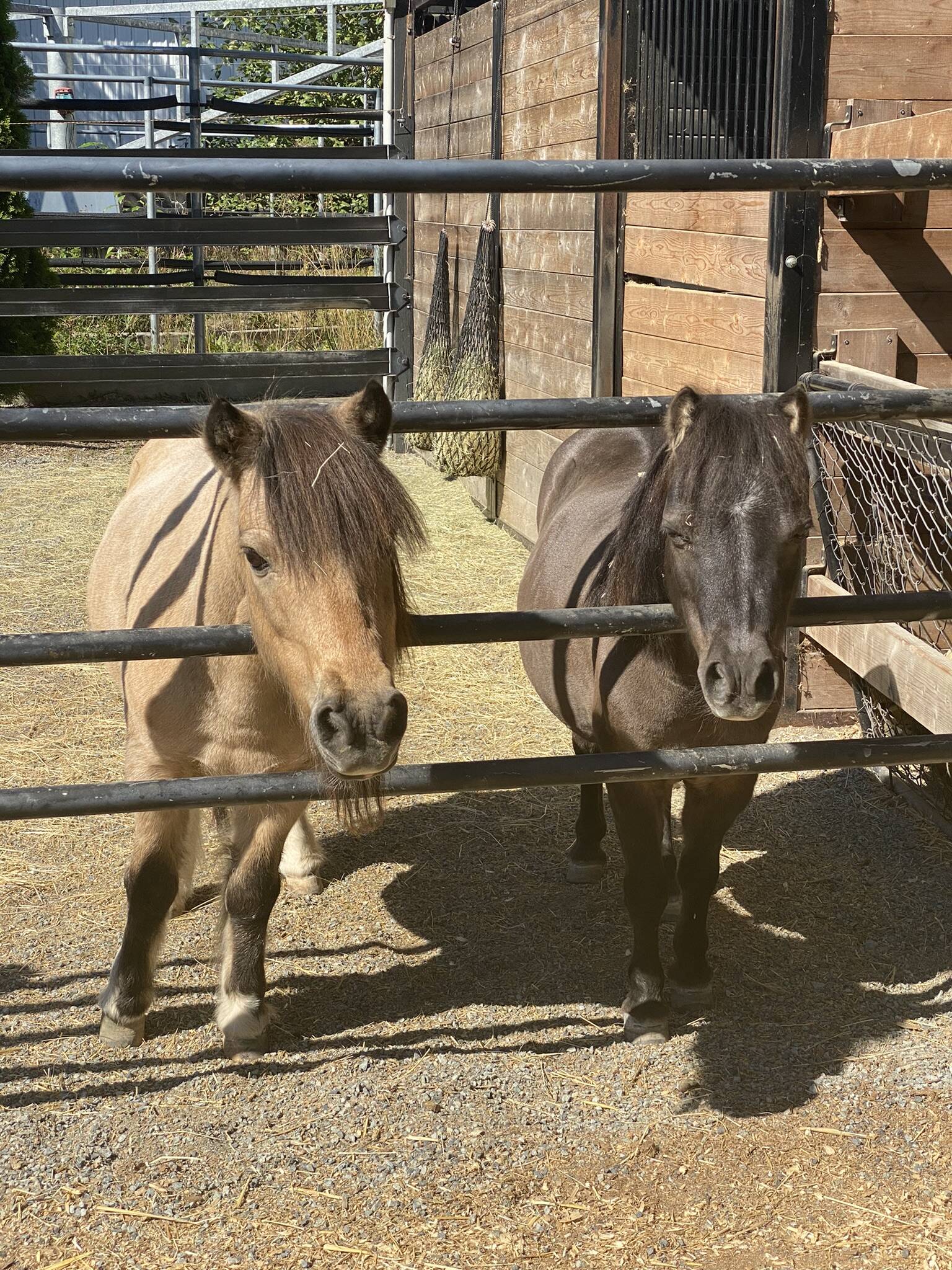 Two small horses at River Haven Farm