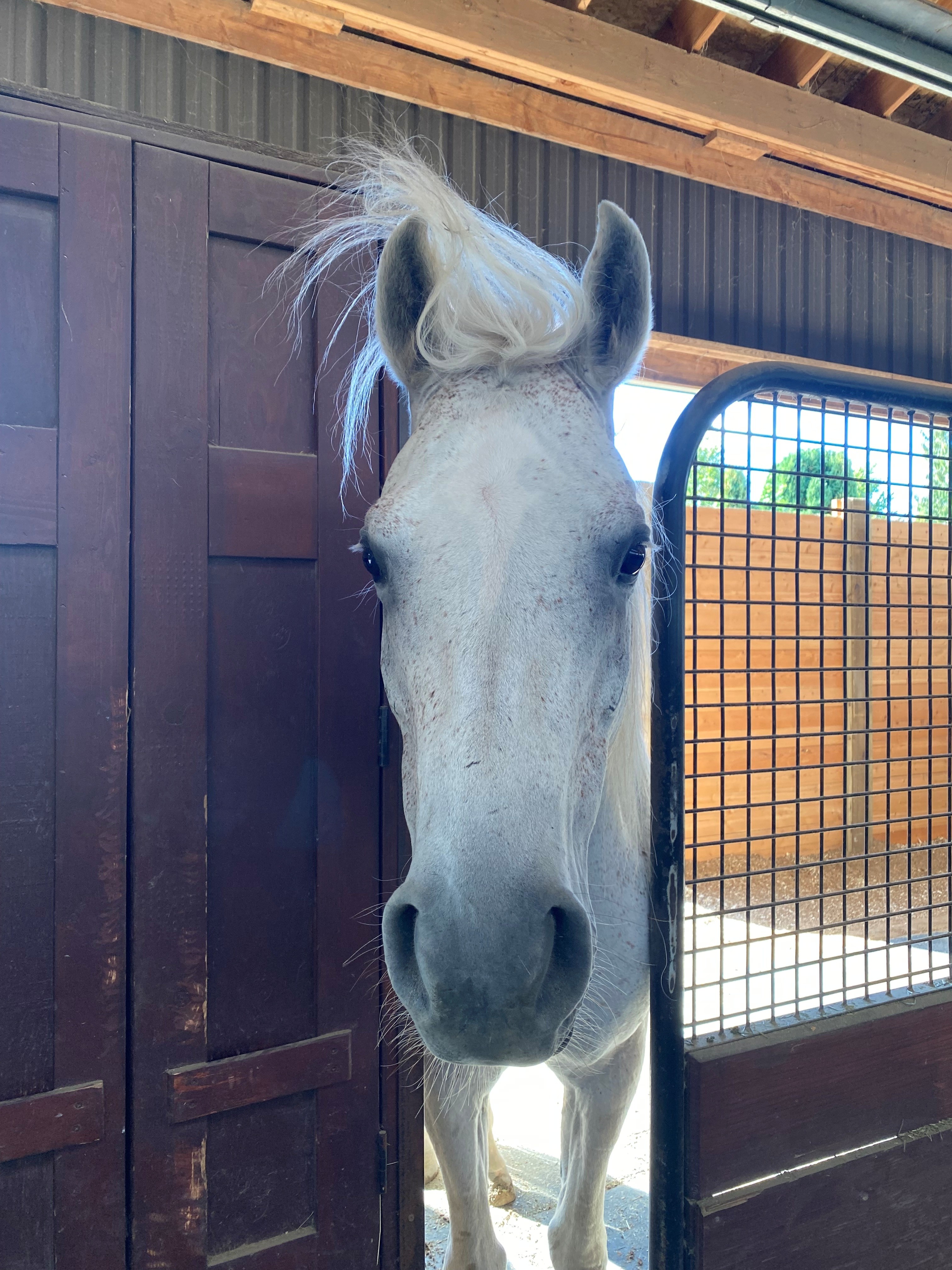 White horse at River Haven Farm