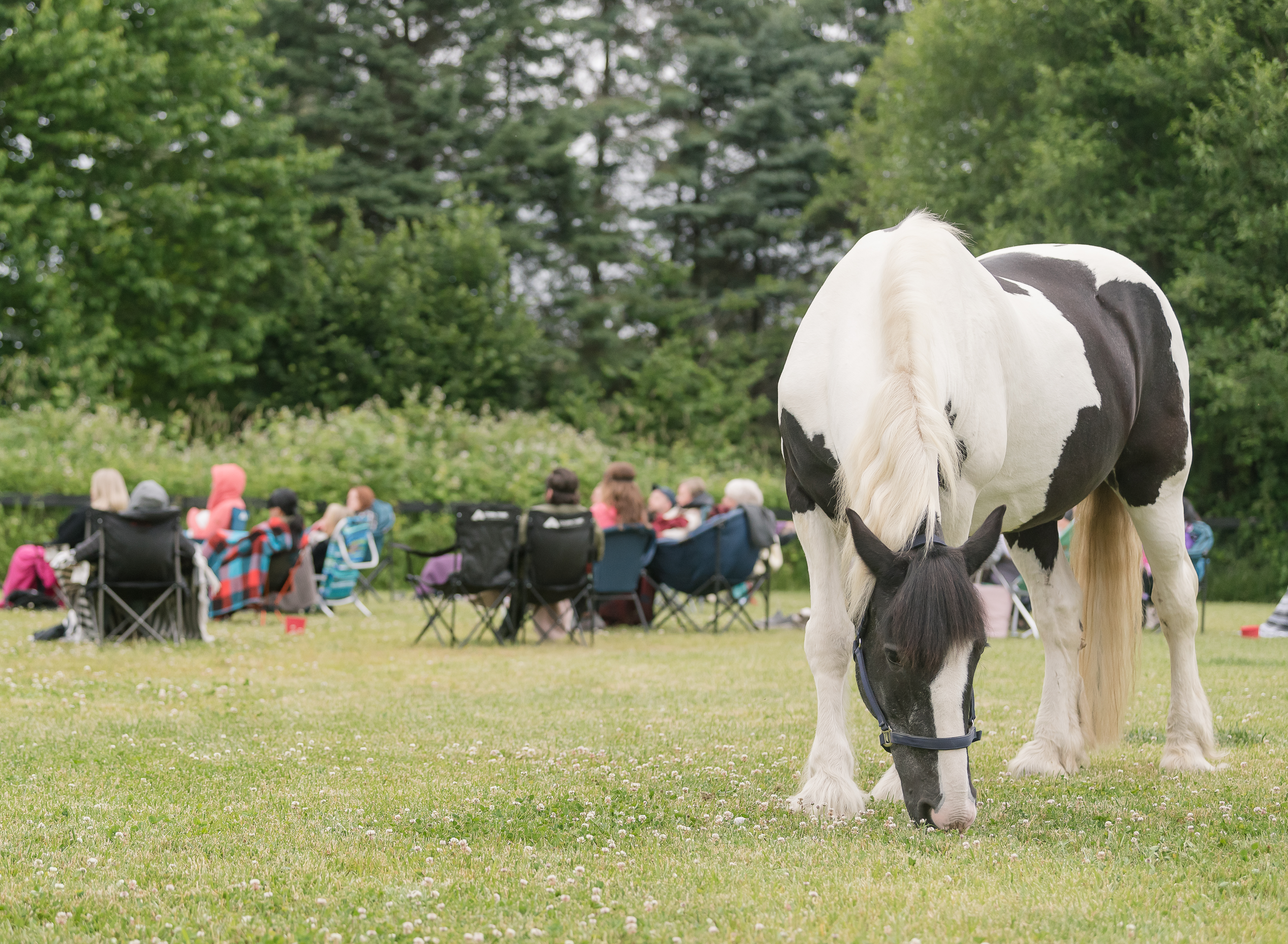 A facilitated group experience with a horse at River Haven Farm