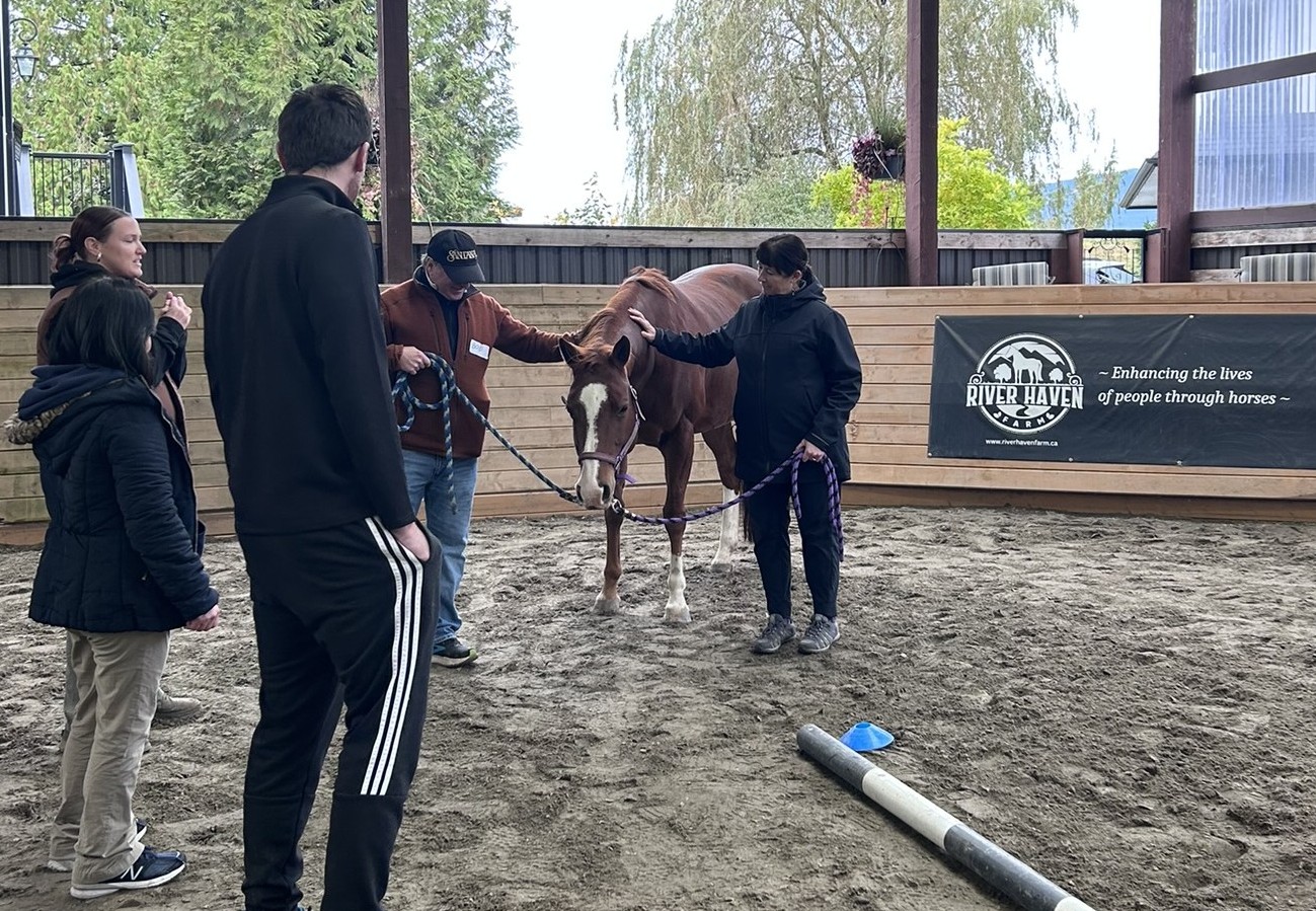 Leadership session with a horse