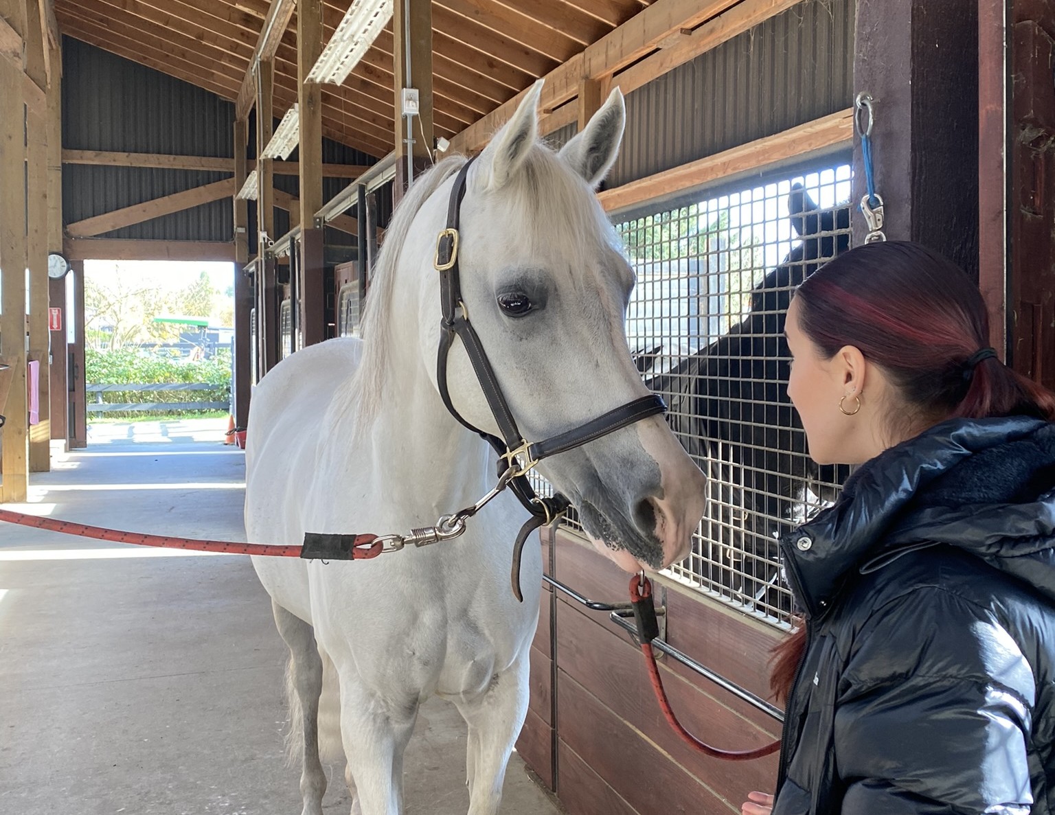 A facilitated interaction with a horse