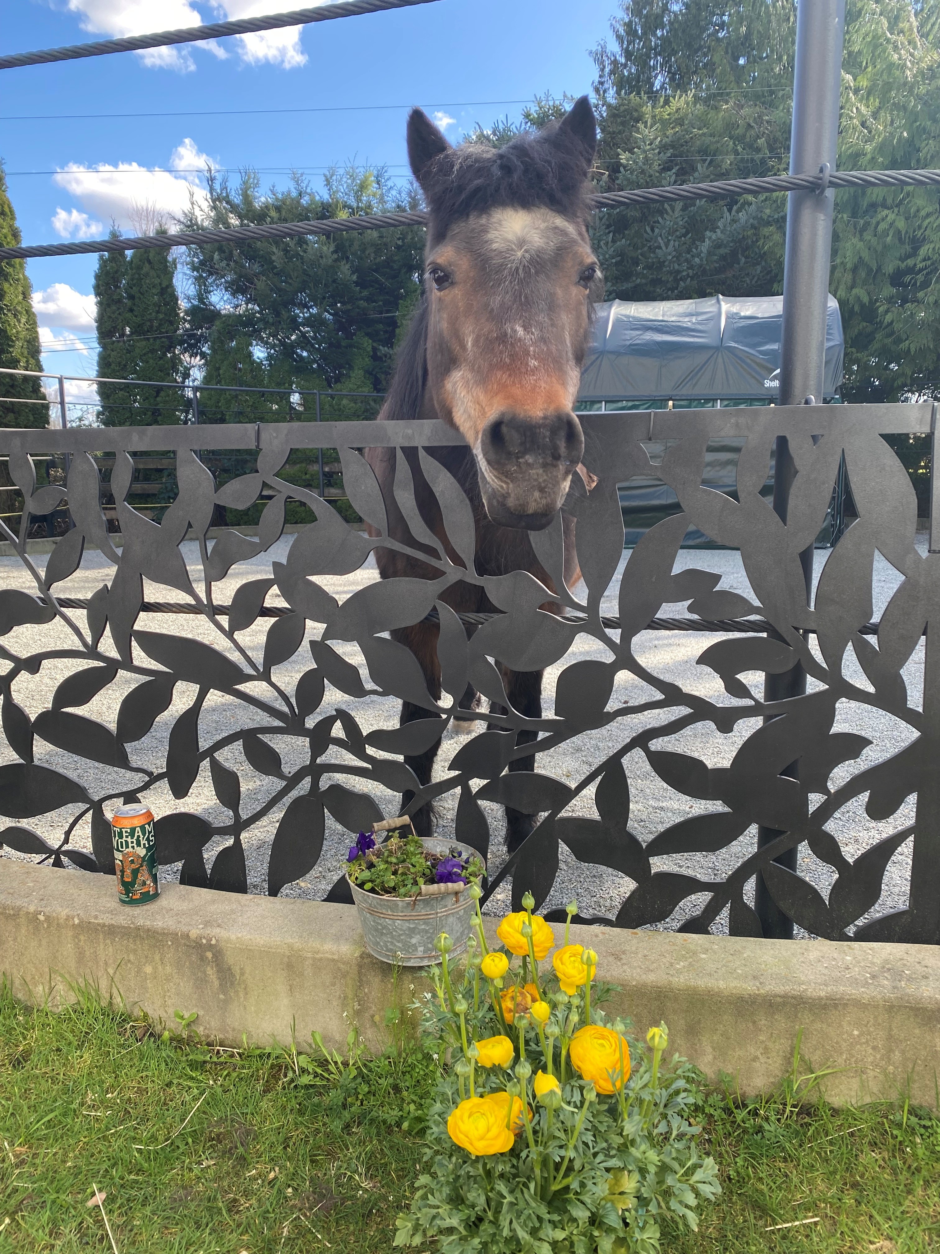 Small horse at River Haven Farm
